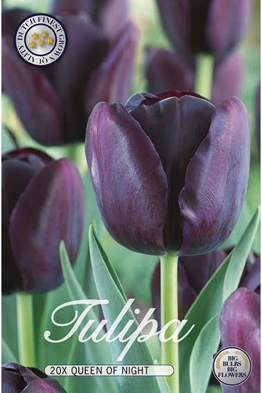 Tulip Queen of Night 20-pakning